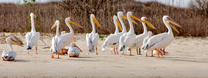 Senegal 45+