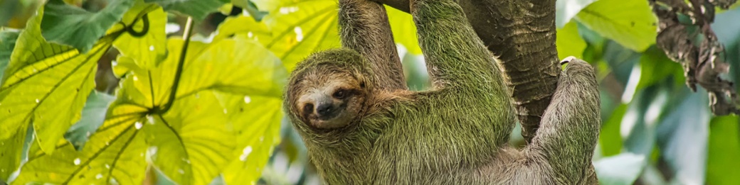 Costa Rica 45+